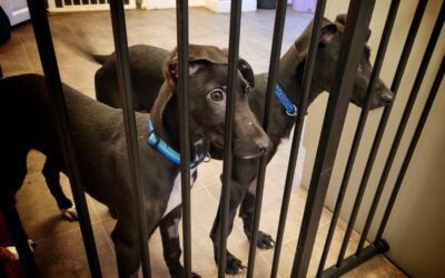 Separation Anxiety Tips