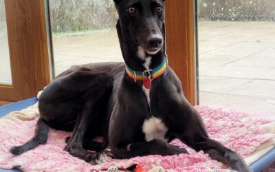 Preparing Your Dog For a New Baby