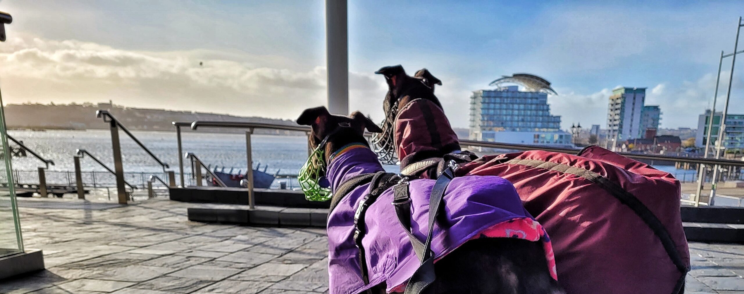 Patrons and Presidents (Web Banner)