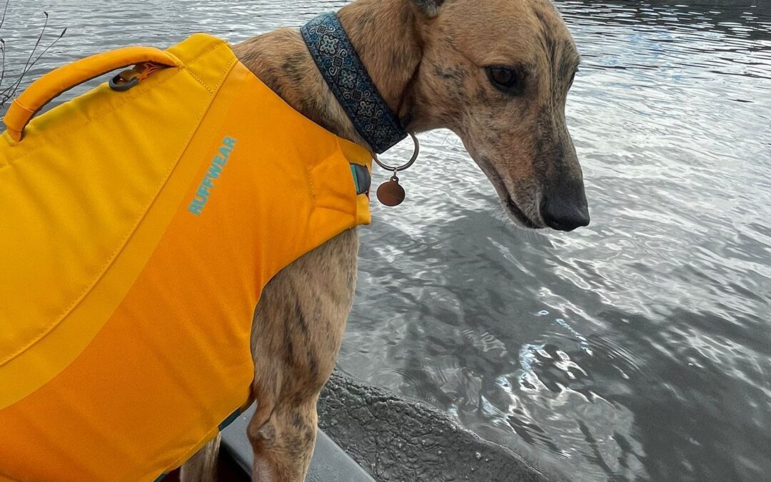 Dogs and Waterways: Staying Safe this Summer