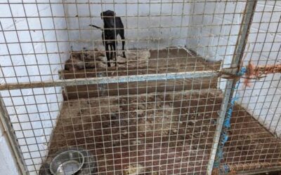 38 Greyhounds Found Emaciated and Kenneled With Corpses: Trainer Jailed for 36 Weeks