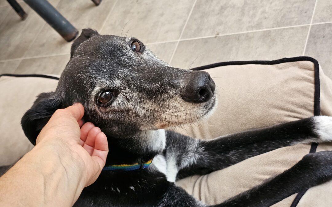 How to Care for an Older Dog