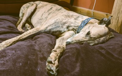 Sighthound Support Scheme Steps up for Winter