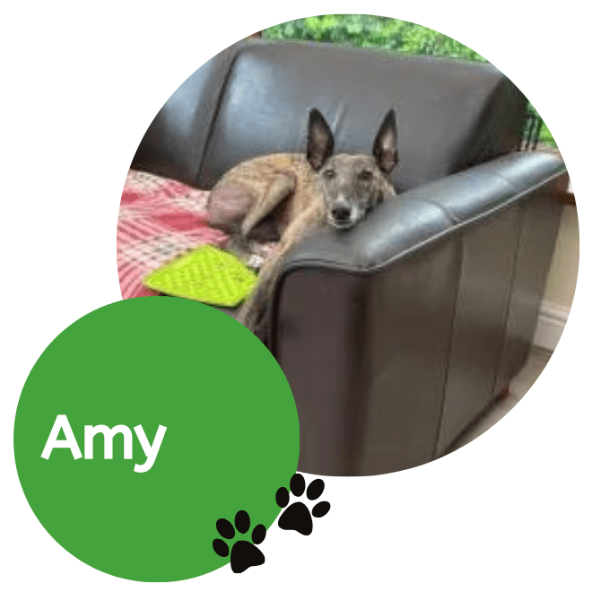 Amy