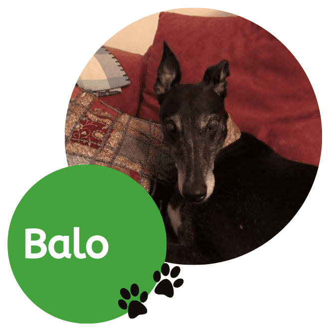 Balo