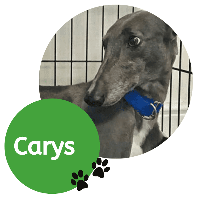 Carys