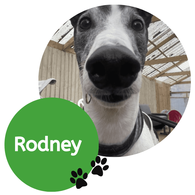 Rodney