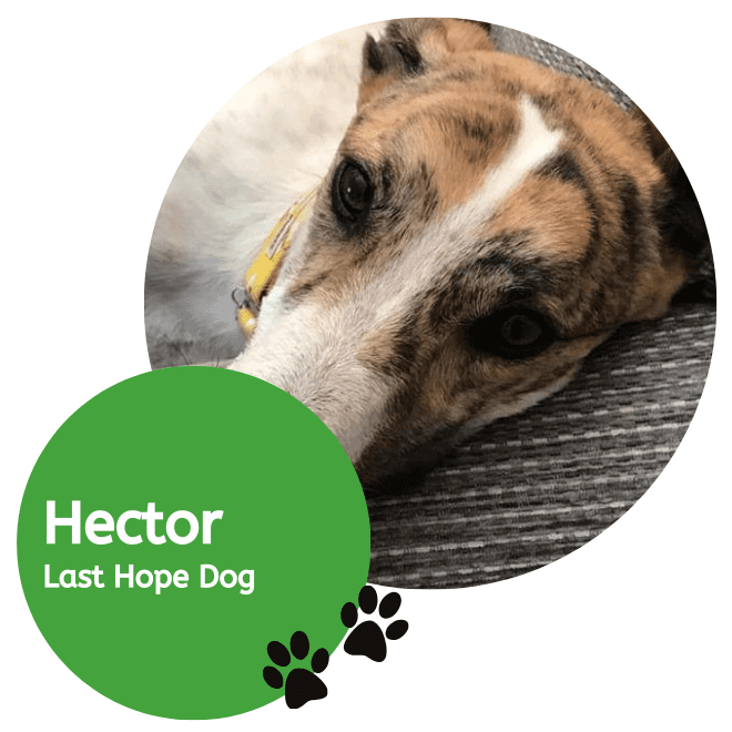 Hector