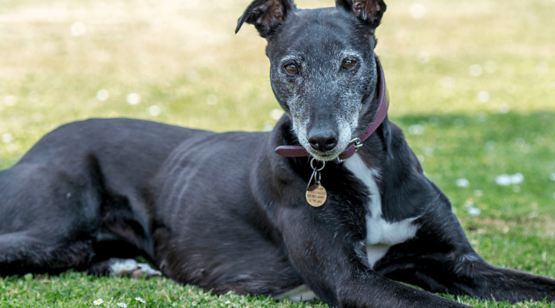 Why Sponsor a Dog Means so Much