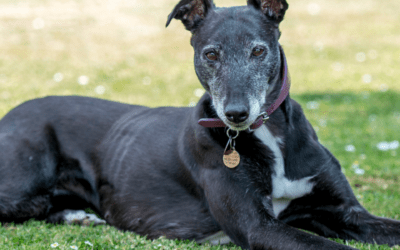 Why Sponsor a Dog Means so Much