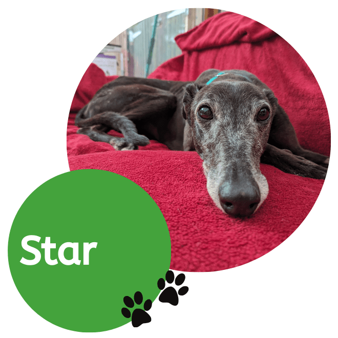 Star An older greyhound lying on a red sofa, looking into the camera