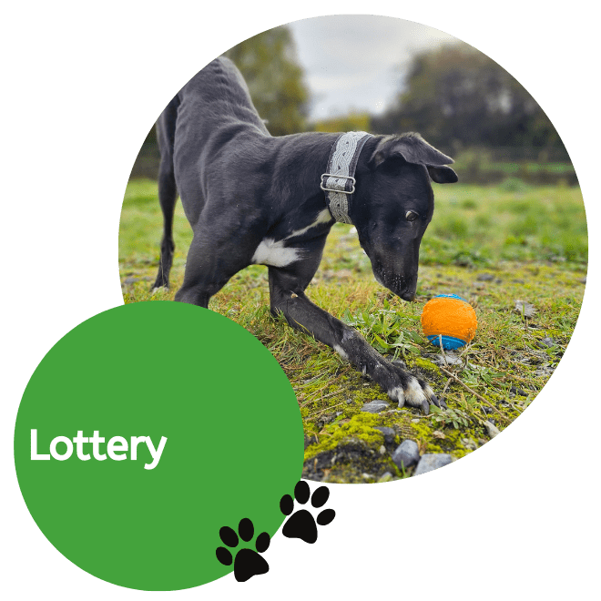 Lottery