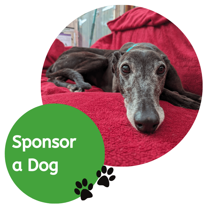 Sponsor a Dog (1)