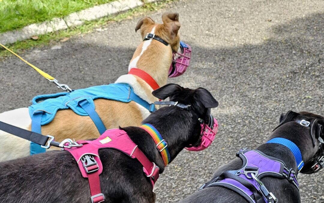 The backlog of greyhounds needing homes is huge, and it will only get worse…