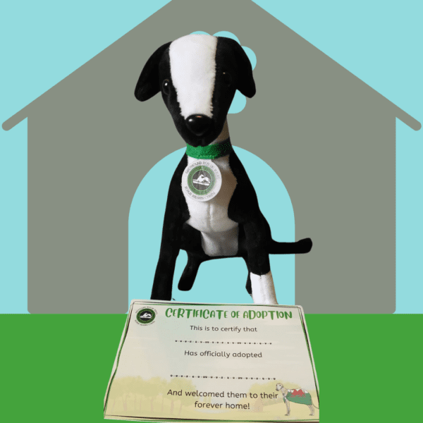 Adopt a Toy Greyhound! - Image 3