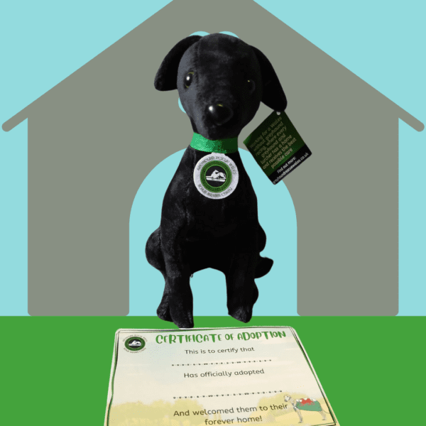 Adopt a Toy Greyhound! - Image 2
