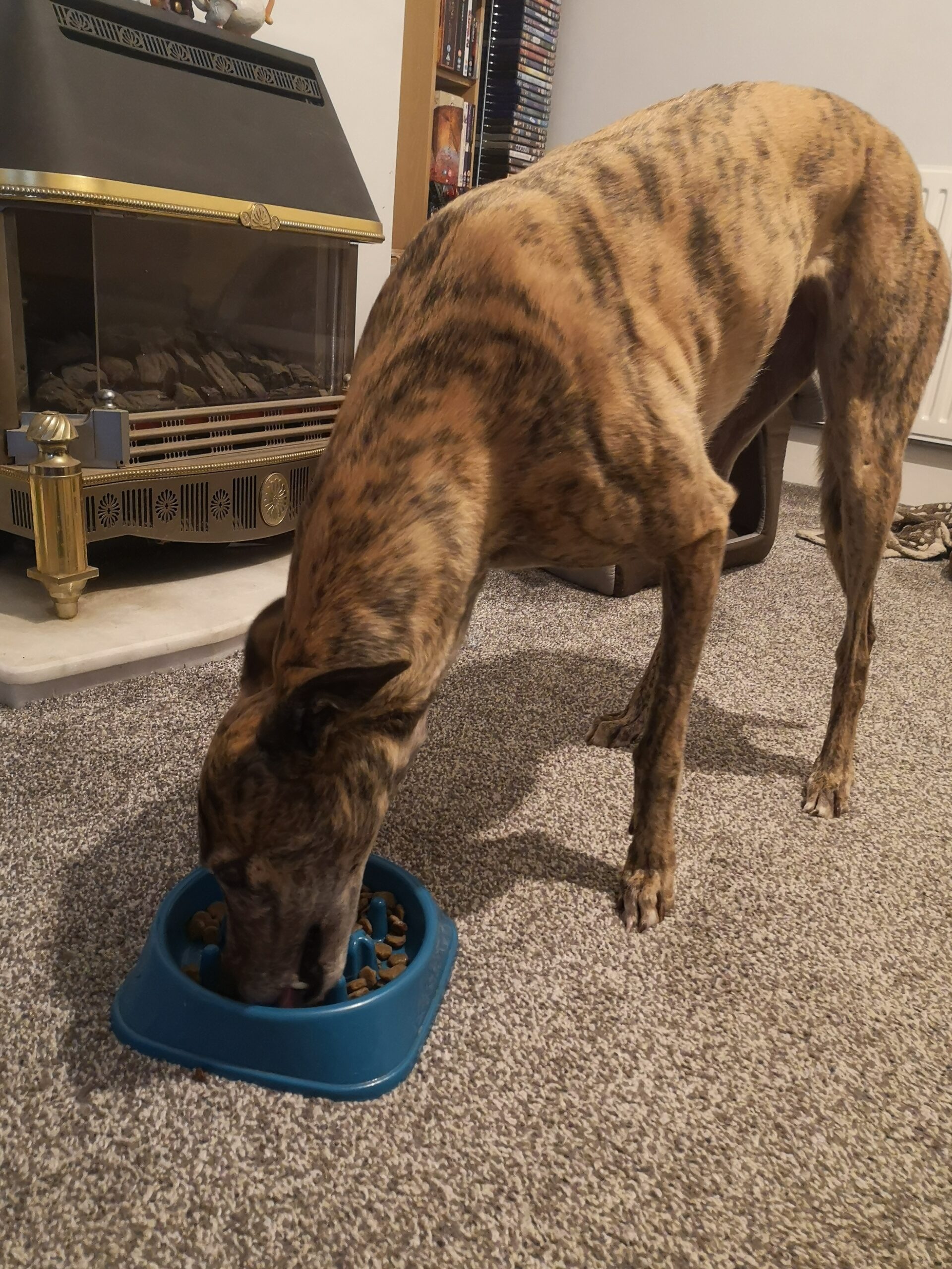 Pru eating from the floor