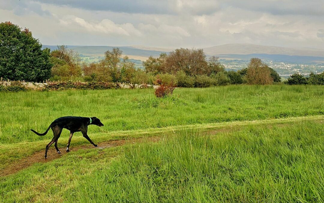 Welsh Government announces ban on greyhound racing in Wales. What happens next?