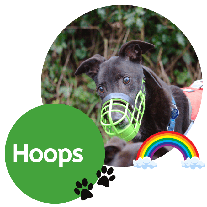 Hoops An older greyhound lying on a red sofa, looking into the camera