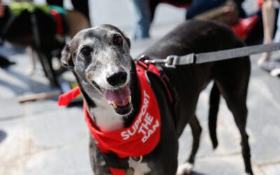 Answering your questions on the ban on Greyhound Racing