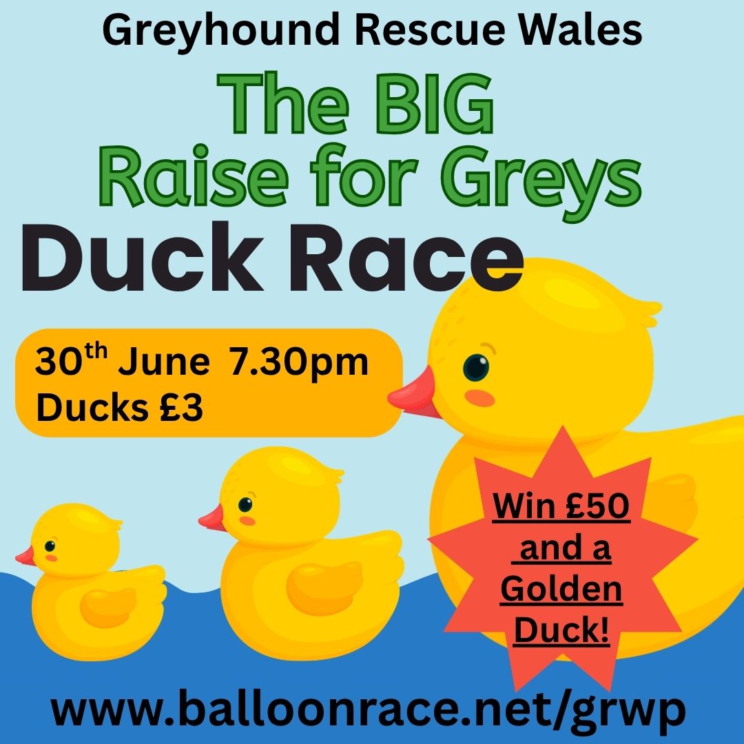 Duck Race 26